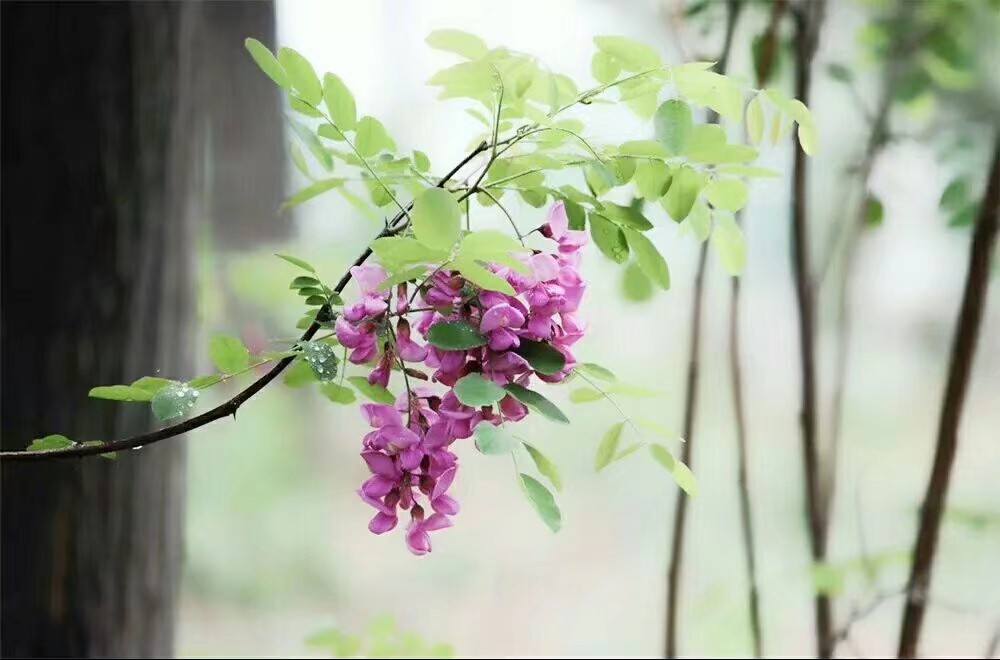 散文：紫梦飘香——紫槐花