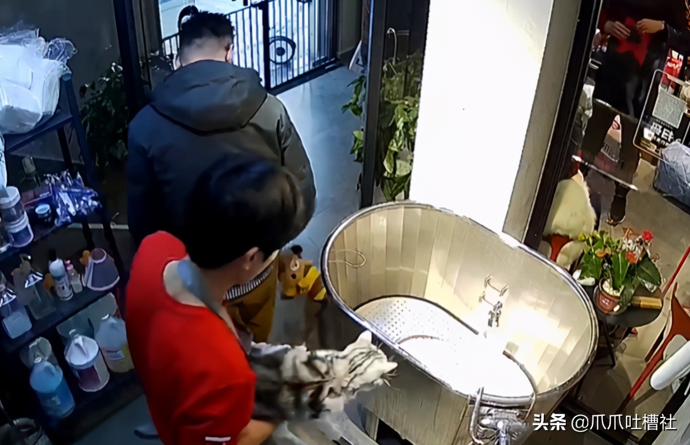 猫咪被送到宠物店洗澡，洗到一半没命了，铲屎官索赔5000元