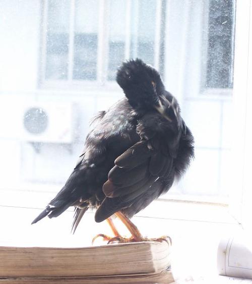 八哥鸟价格(千年的八哥) - 价格百科