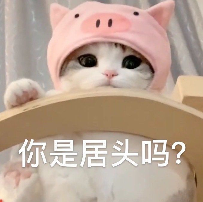 猫猫表情包合集｜你是猪头吗？