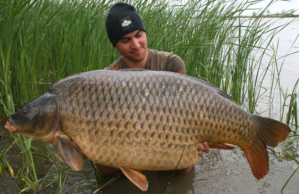 美国为净化污染严重的河流,湖泊,从亚洲引入了草鱼,鲢鱼,鳙鱼,鲤鱼等