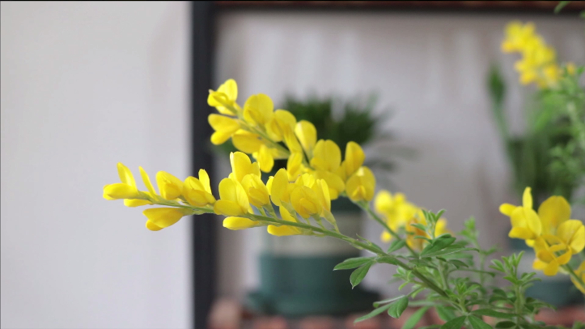 开花颜值高的黄金雀,养护简单,能盆栽能地栽,非常适合新手