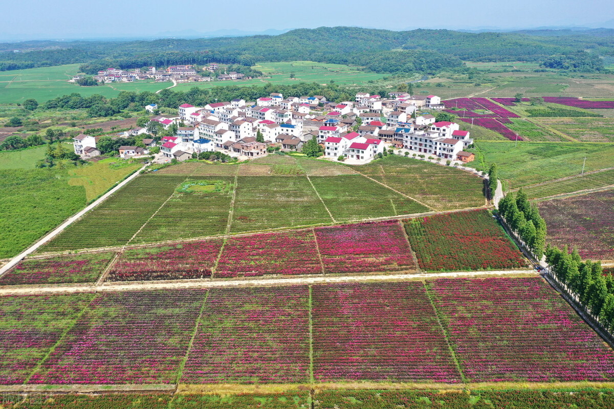 現代農業發展前景,現代農業發展前景分析