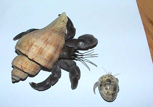 寄居蟹后期幼体(深入了解陆地寄居蟹的介绍)