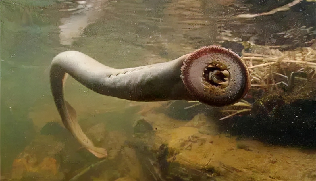 七鳃鳗,被人称作吸血鬼魔鬼鱼它也是最像鱼类的动物