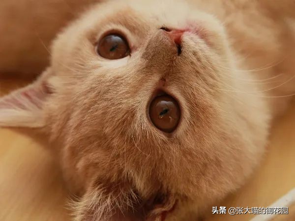 孕妇能养猫吗（怀孕与养猫这件事并不冲突）