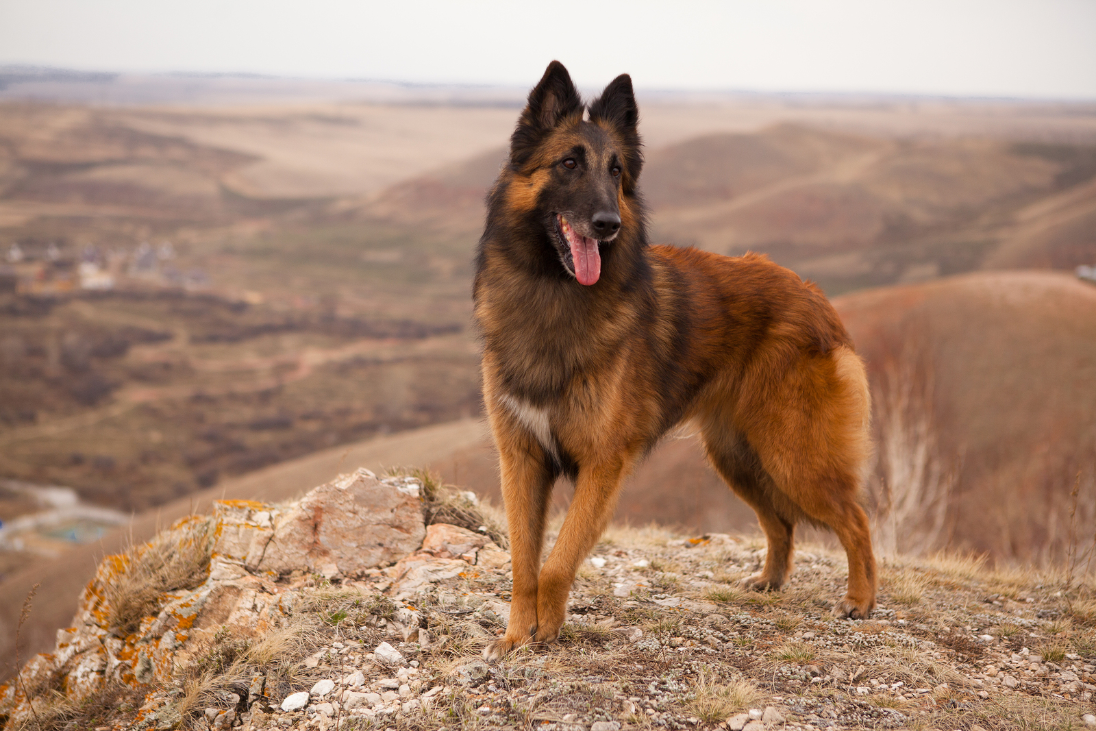 世界犬种智商排名榜前 30 名的聪明狗狗