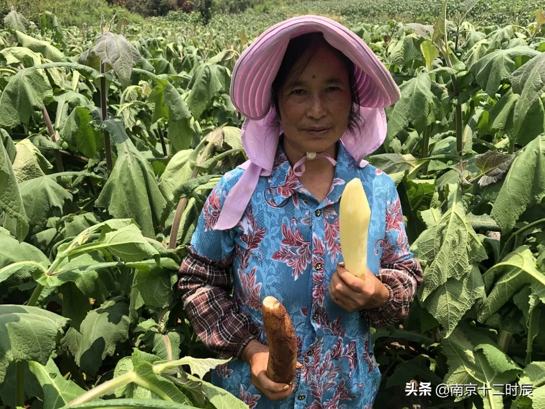 雪莲果哪儿产的最好吃（揭秘脆甜多汁的雪莲果原产地）