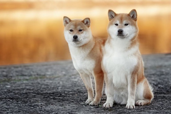 《秋田犬,柴犬》徹底解說訪日觀光客喜愛的日本犬飼養方式和價格