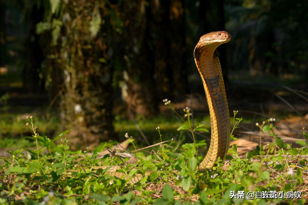 "山万蛇"是什么蛇?