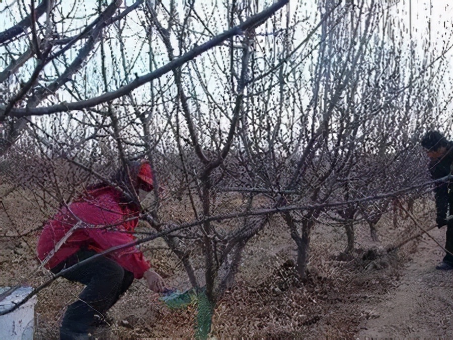 果树什么时候打药（果树休眠期病虫害防治技术）