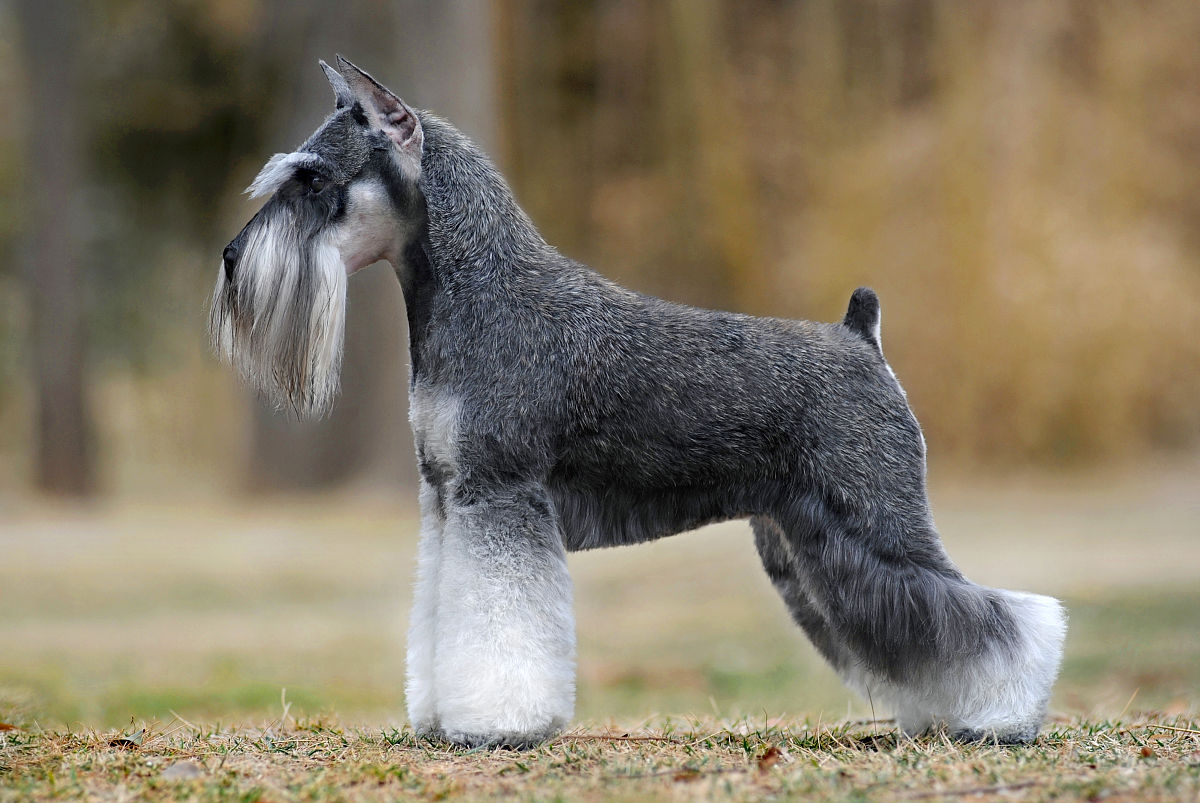 世界犬种智商排名榜前 30 名的聪明狗狗