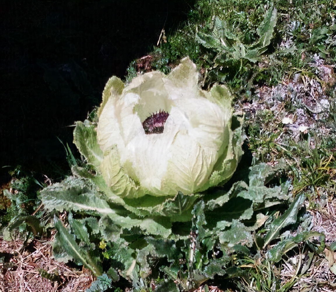 新疆的“天山雪莲”，长成1棵要8年，价值珍贵，1朵就要上千上万