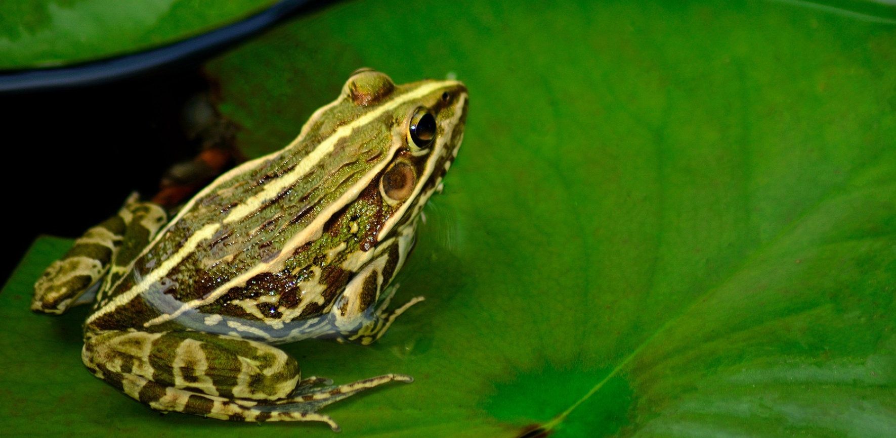 的石油矿层内挖出了一只冬眠的青蛙,它刚被挖出来时皮肤柔软富有光泽
