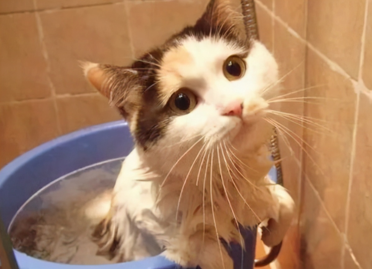猫咪多久洗一次澡？原来这么多年都错了