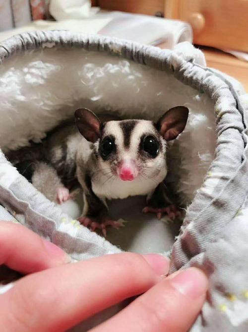 辟谣:我叫"寒号鸟",虽然我会飞,但是我是实打实的鼠类