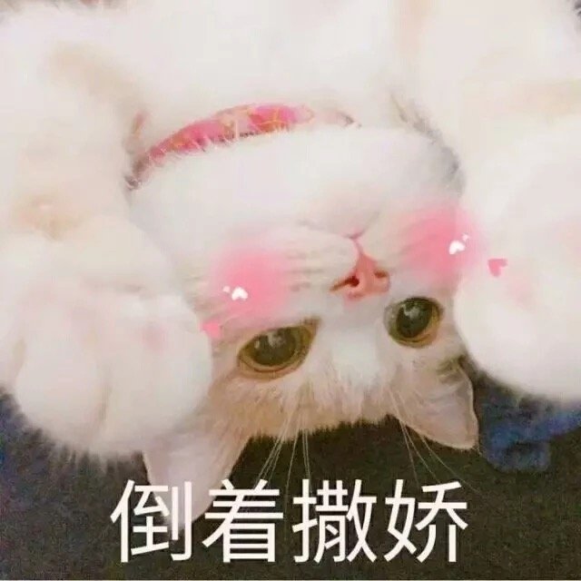 猫咪表情包合集｜小哥哥，处对象吗