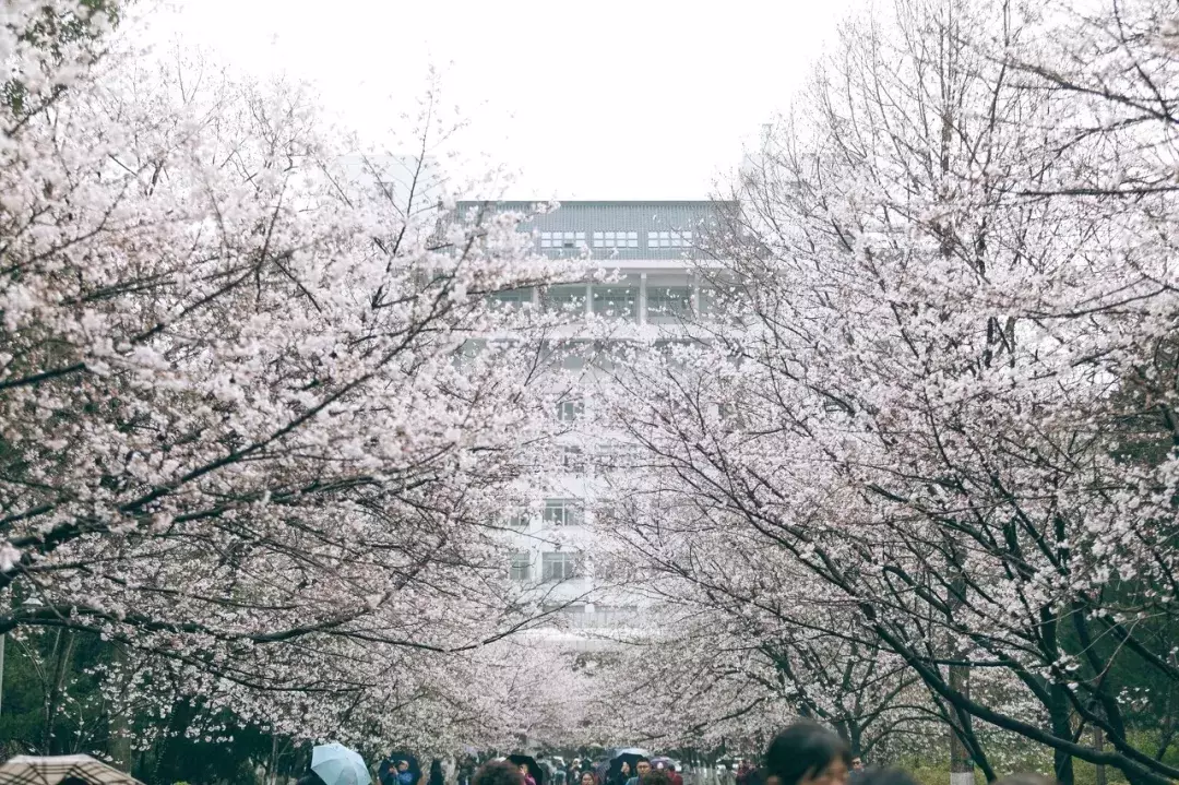 中国春天最美的10座大学，好想回去谈一场恋爱