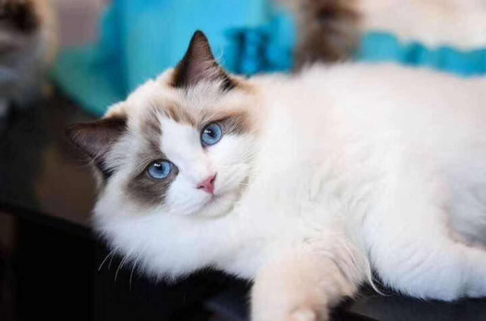 一只布偶猫多少钱？如何挑选纯种的布偶猫？