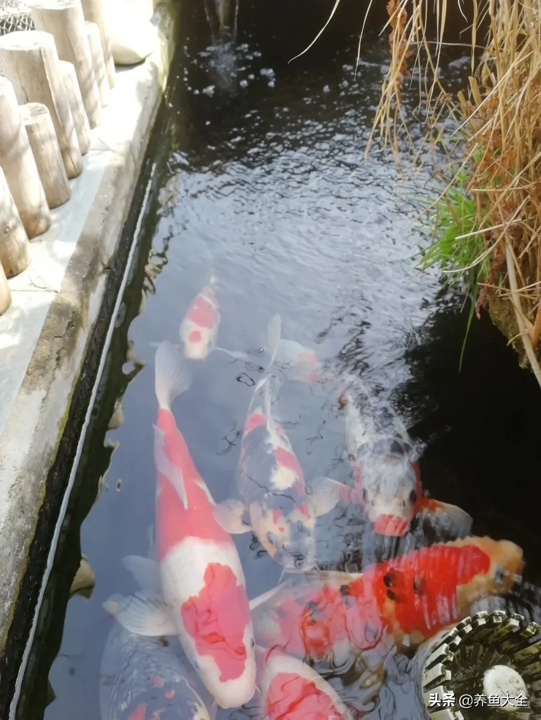 锦鲤烂鳍烂尾充血溃烂治疗办法
