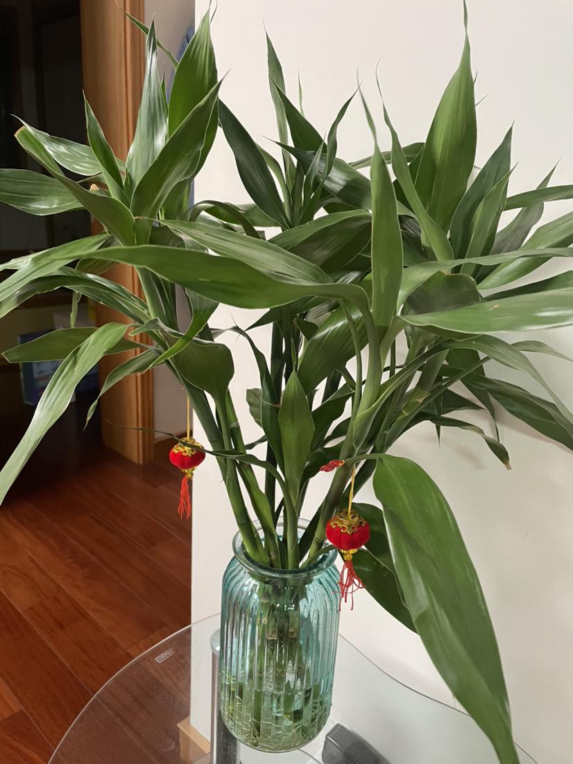 30种观叶植物,能观赏也净化空气,总有一种你养过