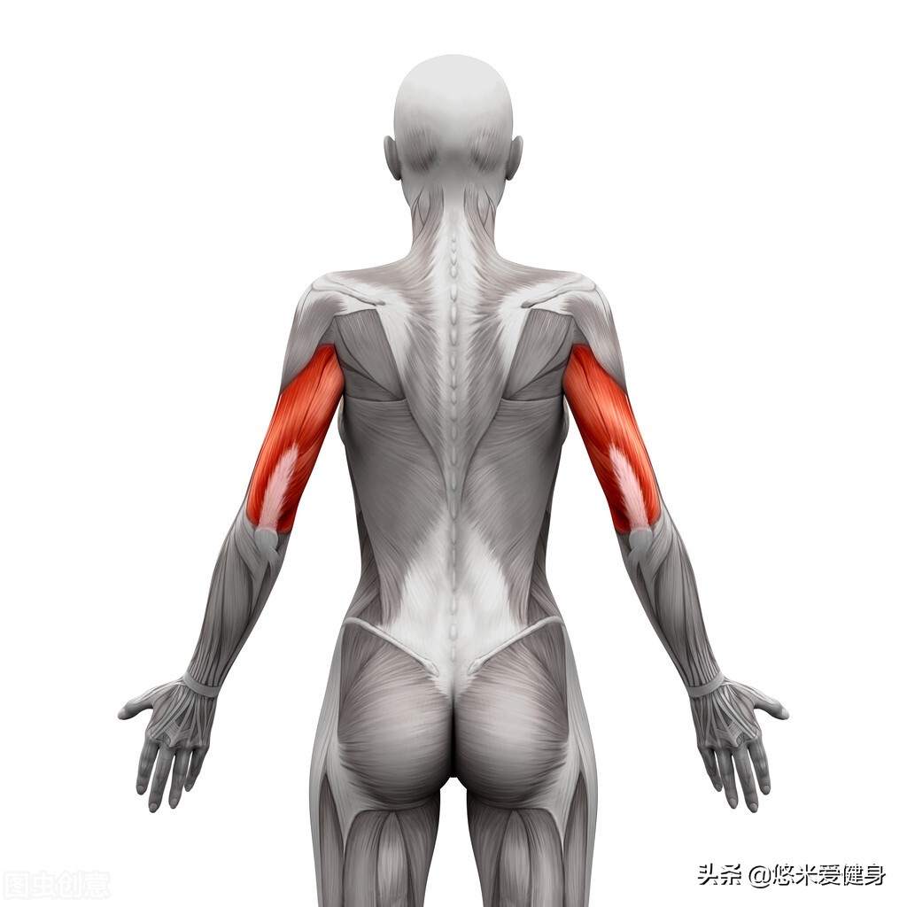 手臂肌肉怎么练？6个动作每周锻炼2次，全面提升手臂肌肉围度