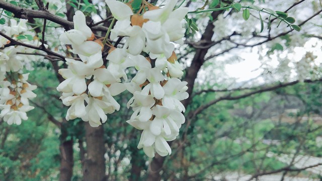 吃了30年槐花，才知道用这种方法就能保存起来，放一整年都不会坏