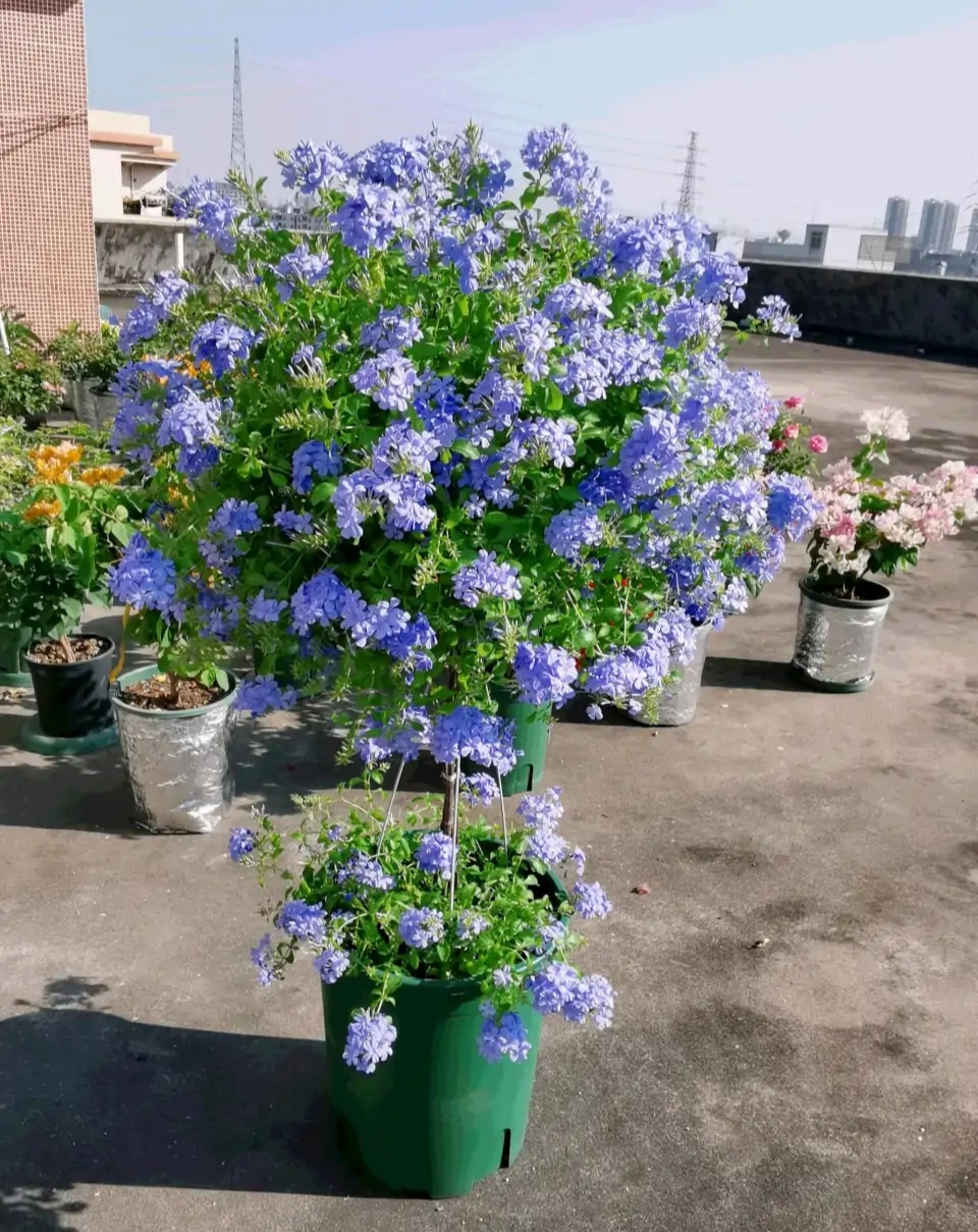人养花，花亦滋养着人！100种室内盆栽花草图鉴，有您喜欢的吗？