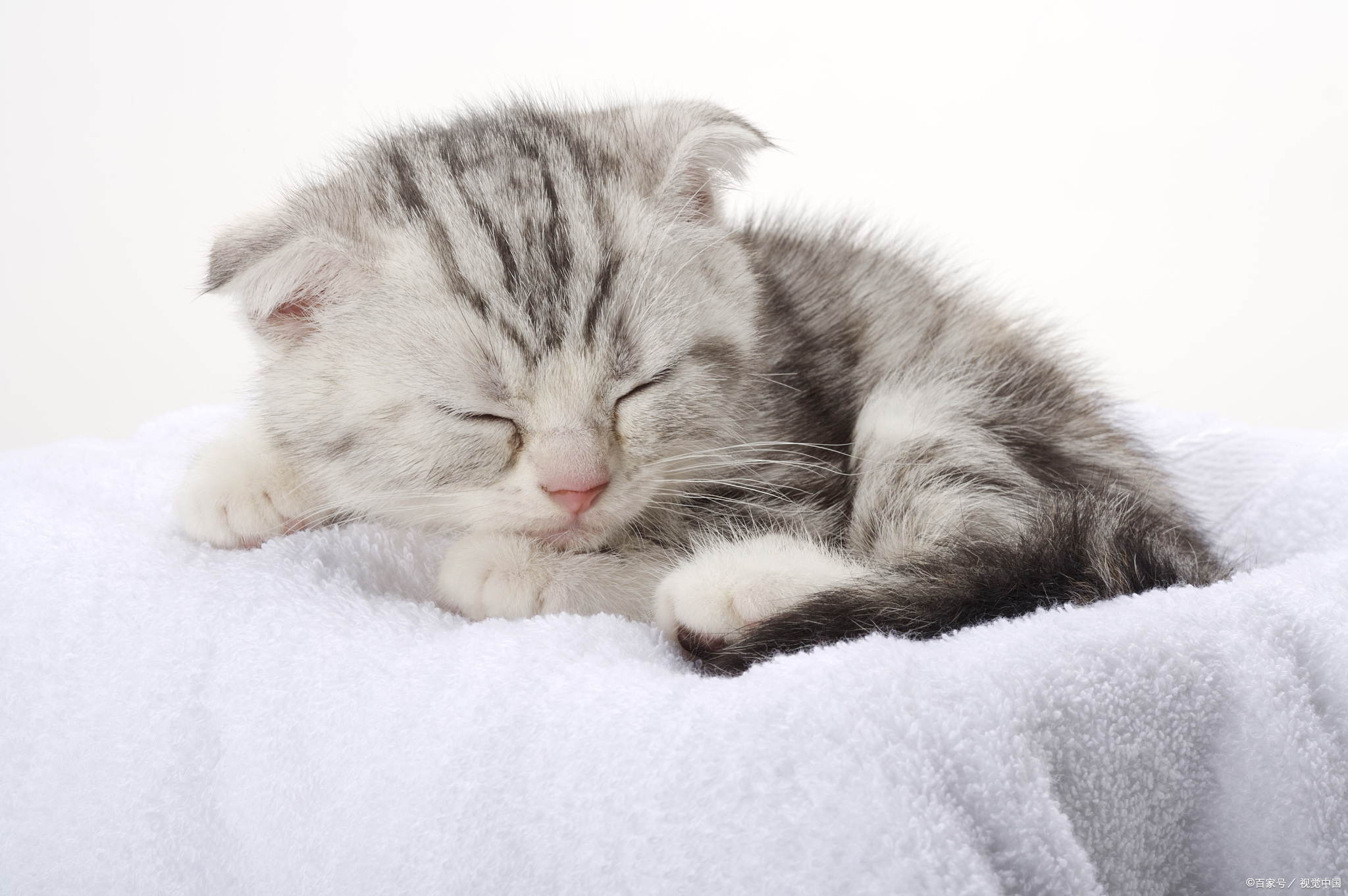 手指被宠物猫咬出血