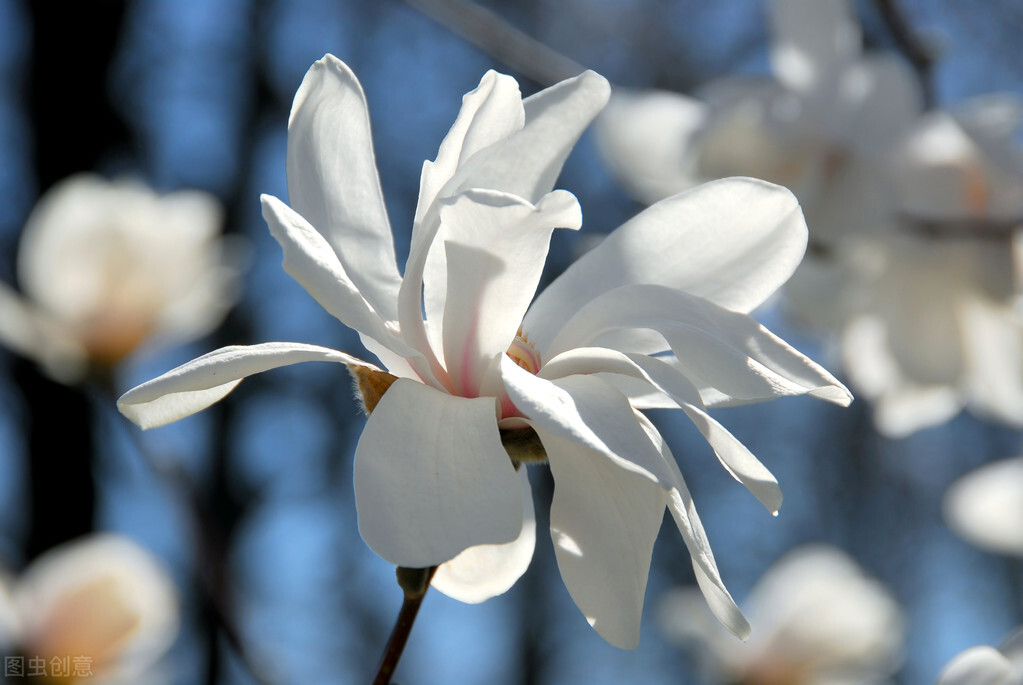 【漫步炊烟】花开花谢间的诗意流转
