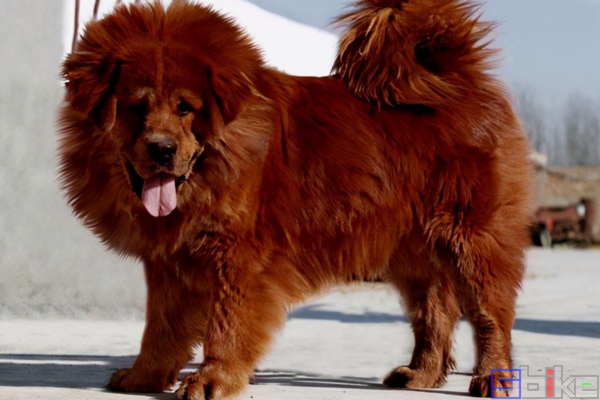 十大猛犬(Sbike动植物百科：国际犬业联盟公布的世界十大猛犬排行)