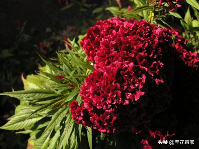 鸡冠花开花时间（带你认识四大类型绝美鸡冠花）