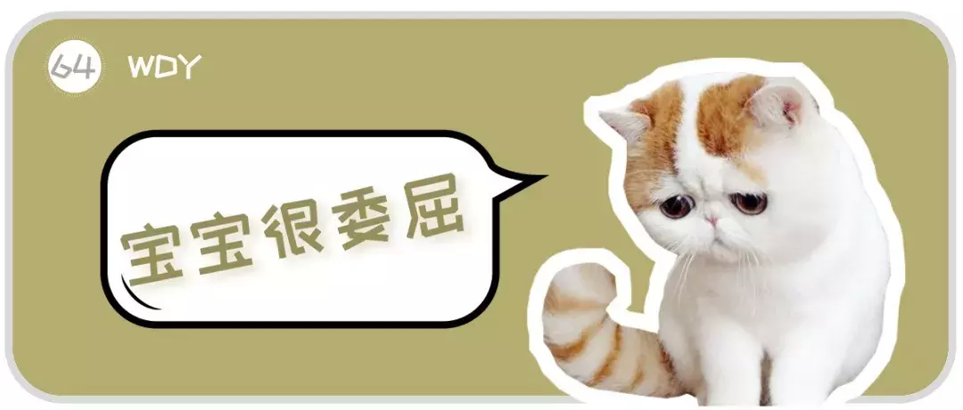 可爱又通人性的“明星加菲猫”,为什么很多人想养却又不敢养?