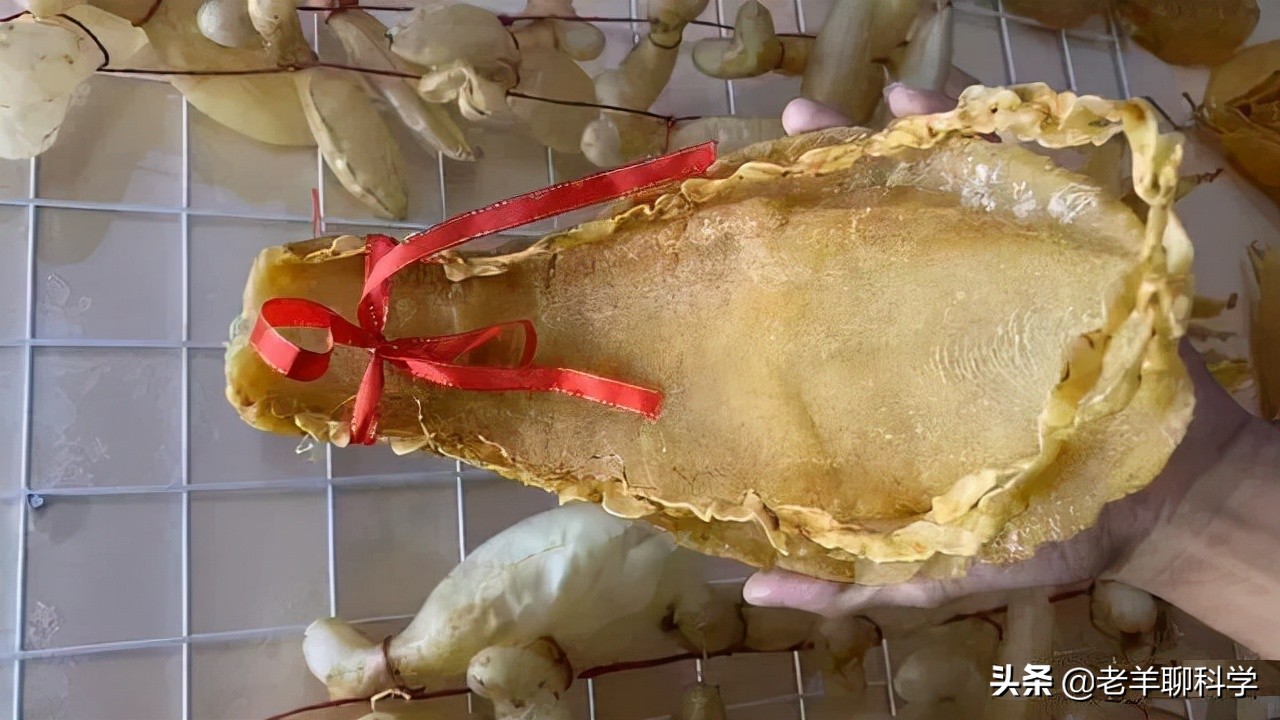 民间认为,黄唇鱼的真正价值其实不是肉,而是鱼鳔,也称作鱼胶,从鱼身上