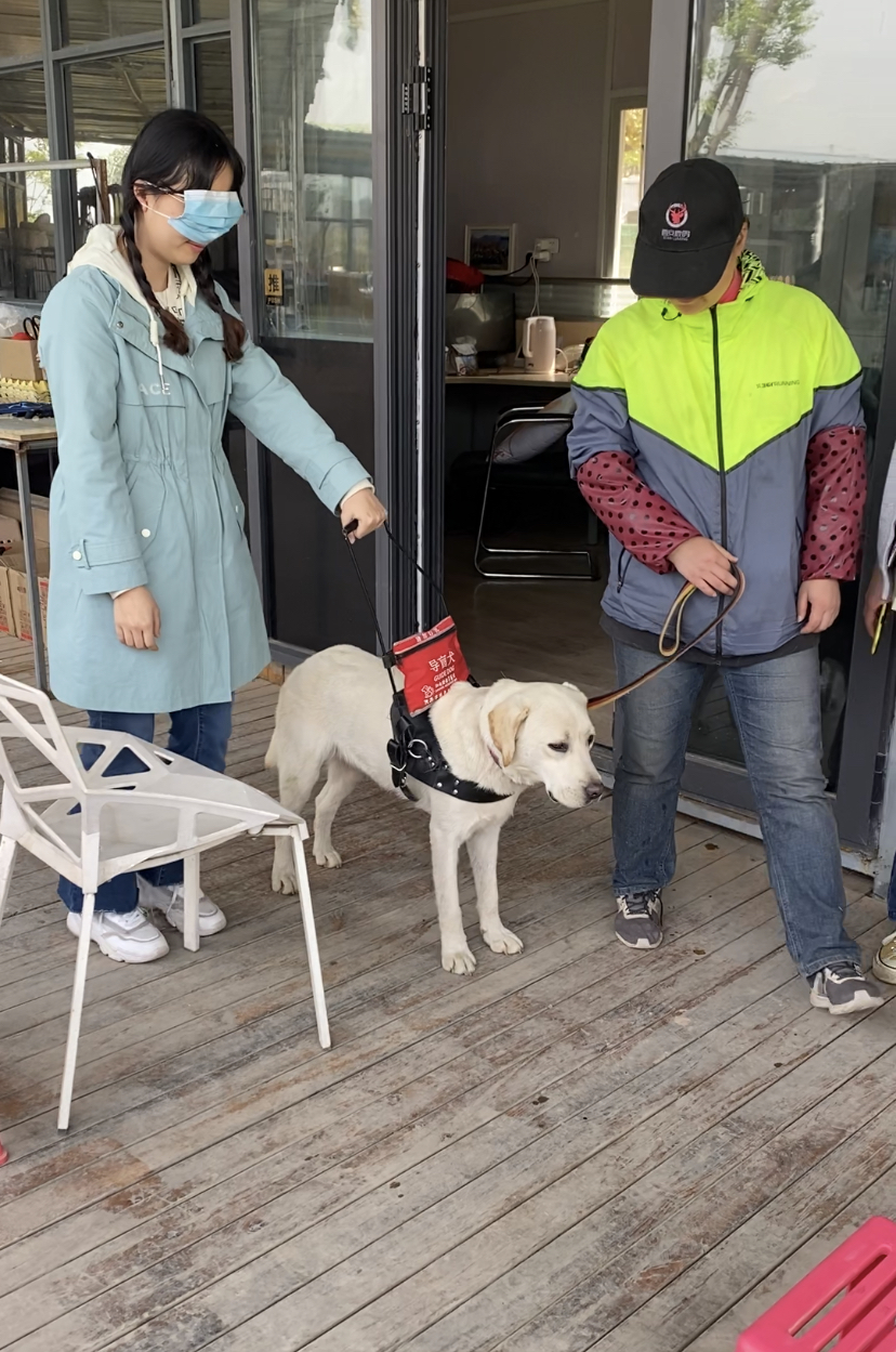 什么是2000万人关注的导盲犬基地？在这里，狗和志愿者才是主角