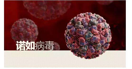 27名学生上吐下泻！“诺如病毒”进入高发期，请这样保护孩子