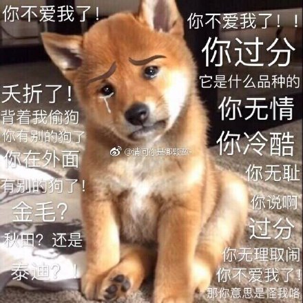 呆萌柴犬表情包：下面听我说，我们都是狗