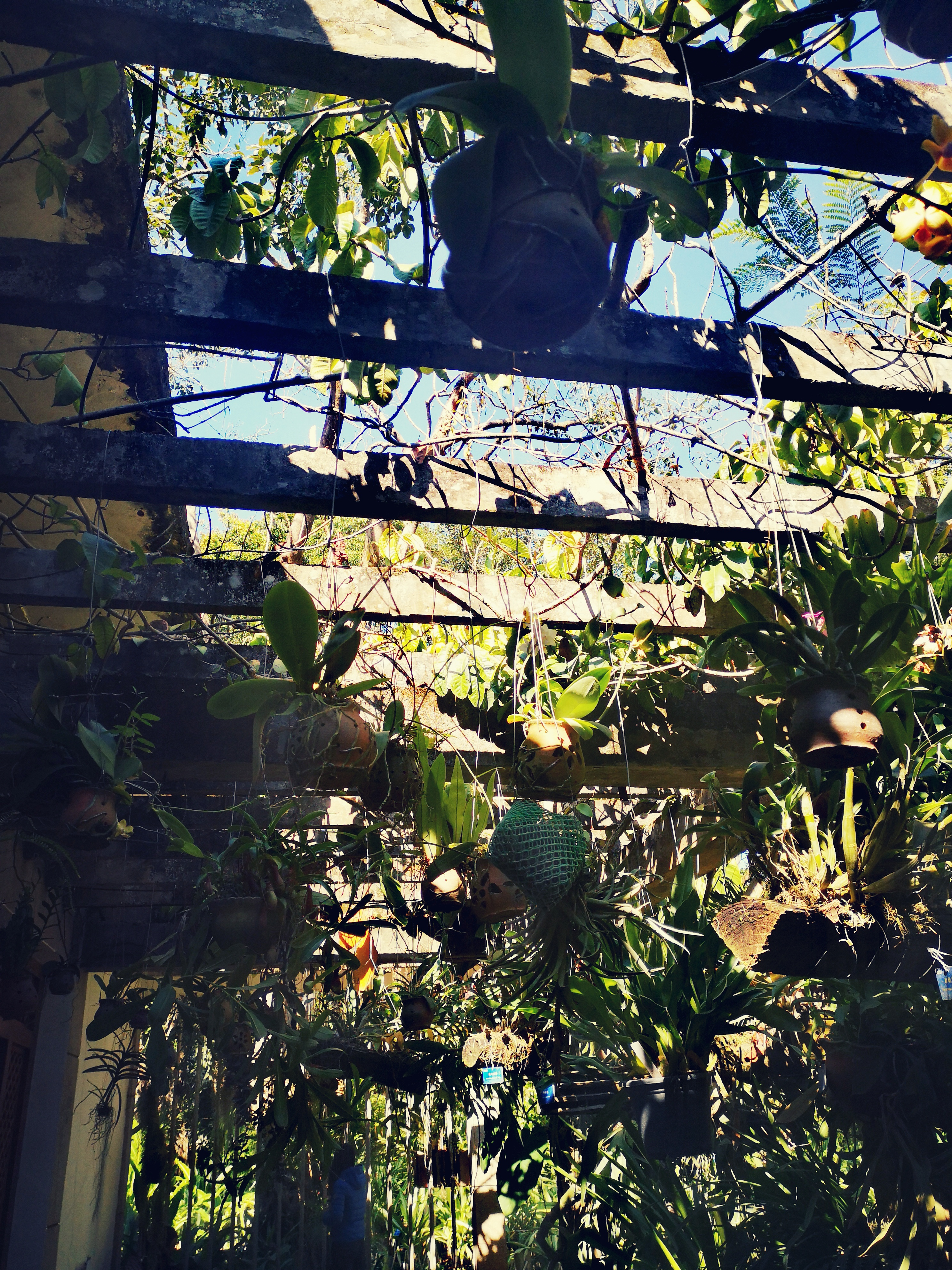 西双版纳8天9晚2600元，中科院热带植物园最详细攻略看这一篇就够