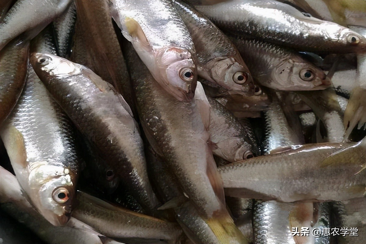 这种鱼外形独特，嘴巴像马口，但肉味鲜美，如今40元一斤很抢手