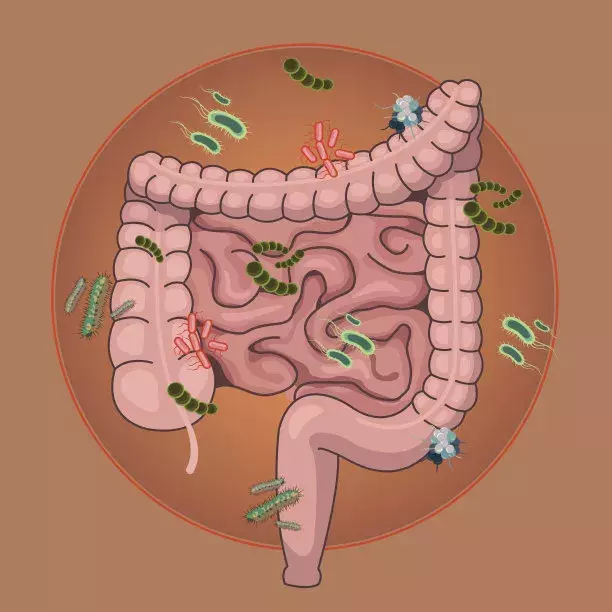 益生菌十大排行榜：揭秘肠道健康的超级英雄