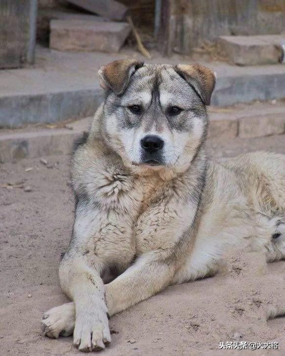 北方农村斗狗故事之黑背犬王