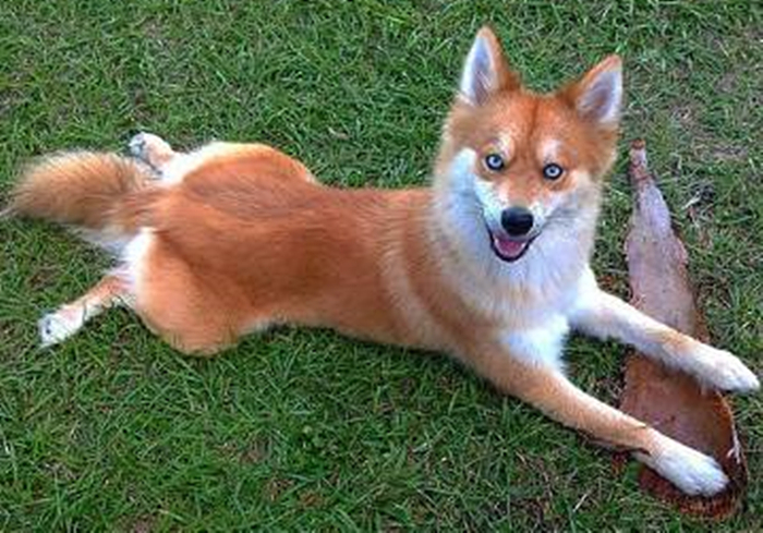 白博美混狐狸狗(二哈和博美生出了一只"狐狸"?