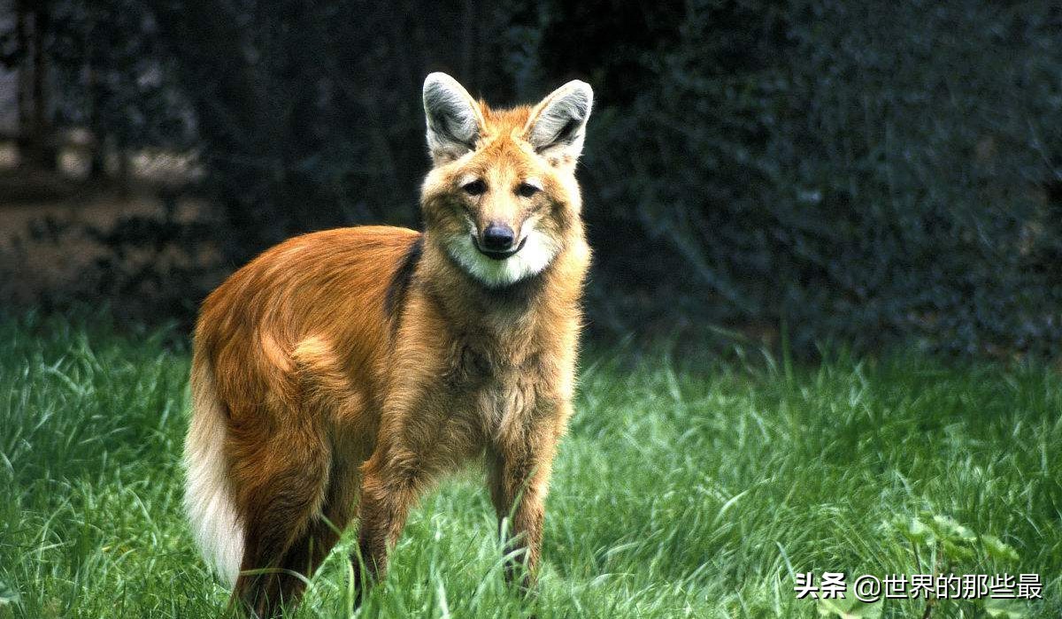 大自然裡存在狽這種動物嗎?它們主要生活在我國哪些省份?