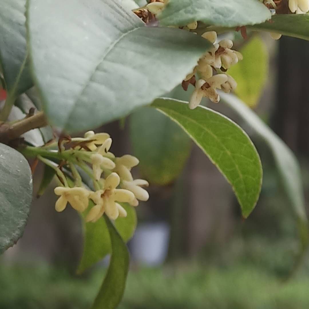 作文指导：学汪曾祺《昆明的雨》，在写景散文里，给人物一些镜头
