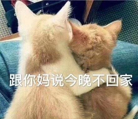 猫咪表情包25张｜我这一巴掌下棋你可能会死