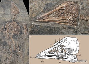 因其具有反向的后趾,强有力的后弯爪,短附骨和细长的尾羽,孔子鸟可能