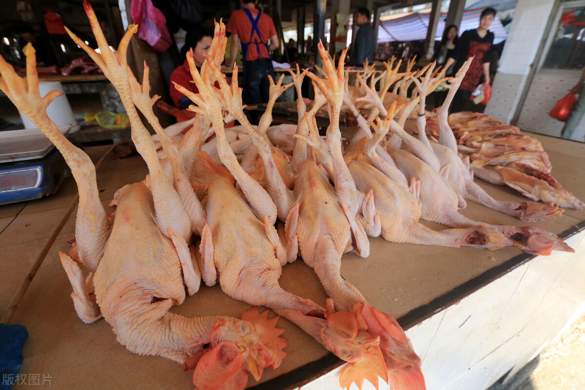 涨白条鸡比上周六涨16