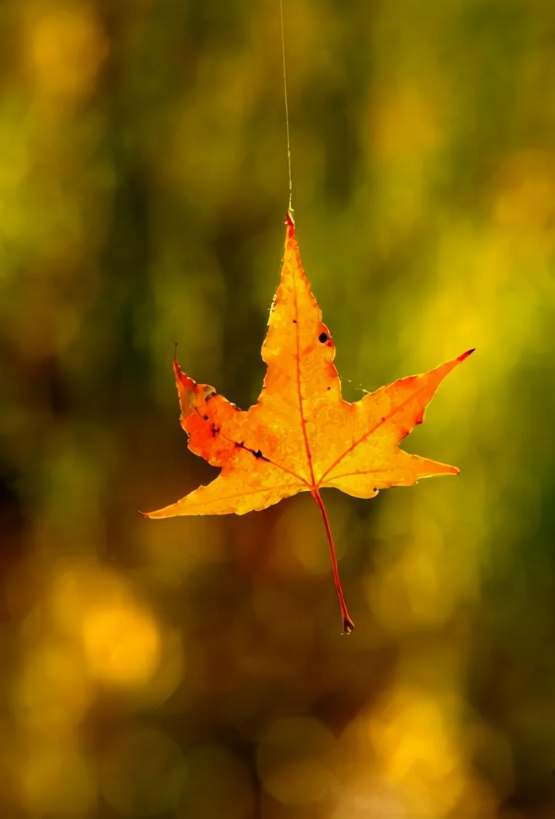 秋去冬又来，十首送秋的诗词，用诗词告别秋天，迎接冬天的到来