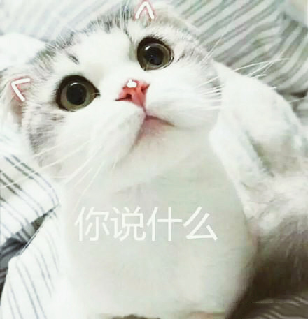 可爱的猫咪表情包合集