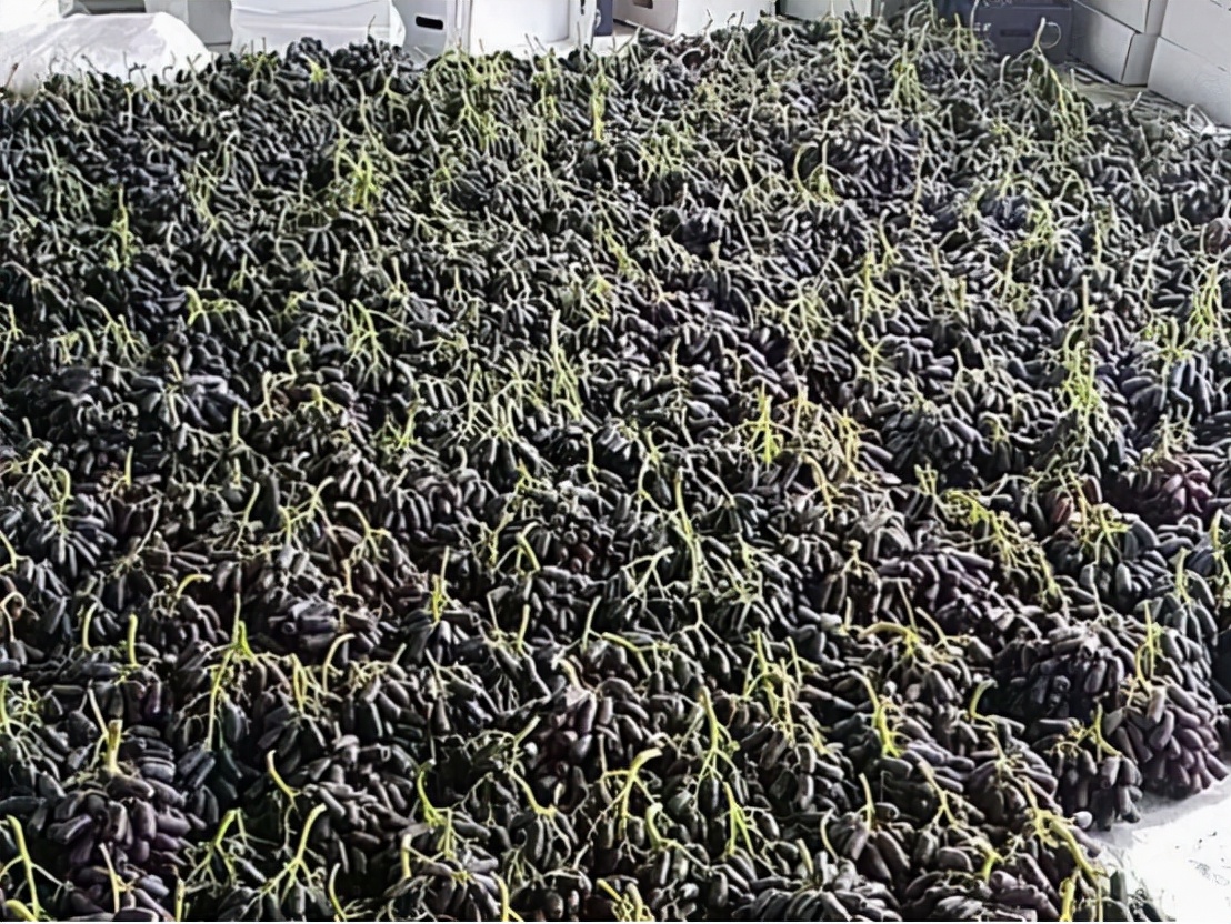几年前60元一斤都不愁卖，现今价格跌10倍卖不动，果园里堆成了山
